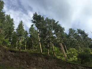 山林绿意 挺拔树木展生机