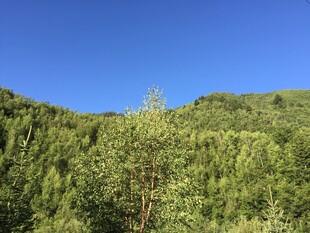 翠绿山林 蓝天映衬美景