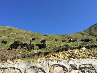 山坡上的牛群与蓝天美景