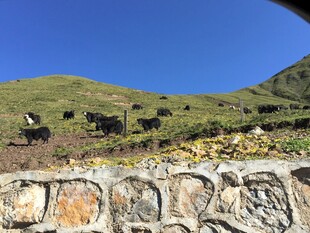 山间石径与烂漫野花