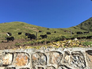 石墙边的山坡与牛群