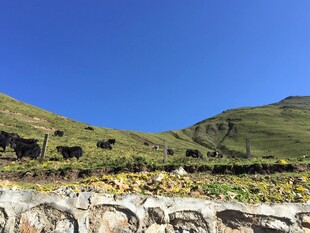 青山蓝天间的牛群风景
