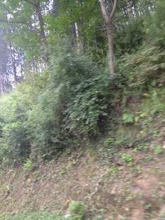 山林间繁茂的植被景象