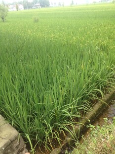 翠绿稻田 生机盎然的田园景