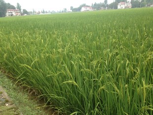 翠绿稻田 乡村田园风光