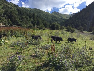 山间草地的放牧景象