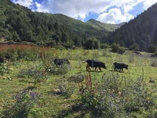 山间草地的牦牛群
