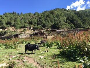 草原上的黑牛与自然风光