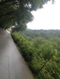 林间蜿蜒小路 绿意盎然