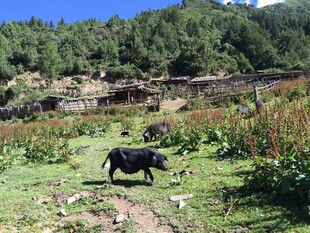 乡村田野间的黑色耕牛