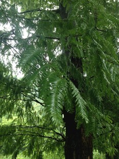 翠绿杉树的繁茂枝叶