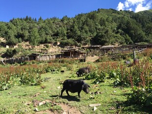 乡村田园中的黑猪觅食场景