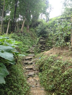 山间石径 绿植环绕的清幽景