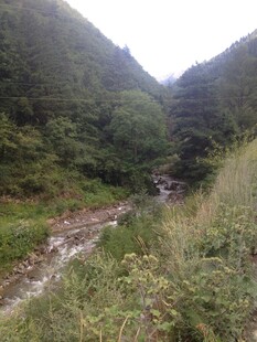 山间溪流旁的翠绿景致