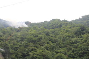 茂密山林绿意盎然