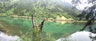 翠绿山水间的孤树美景