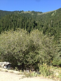 山间绿意盎然的灌木丛