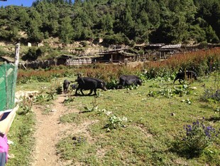 山间小径旁的牛群