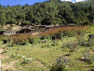 山间草地与远处建筑景观