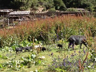 乡村田野间的动物与农舍