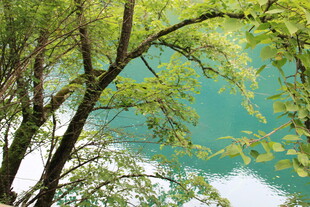 透过枝叶看碧绿湖水