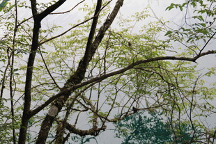 林间枝叶繁茂的树木景观