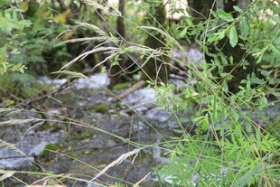 溪边绿植与石块景观