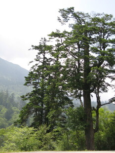 山林中的茂密树木