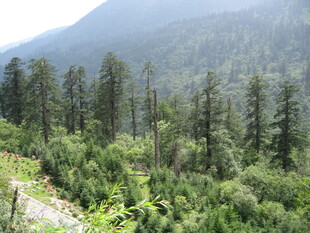 山林葱郁的自然美景