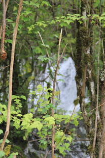 林间瀑布隐于葱郁植被