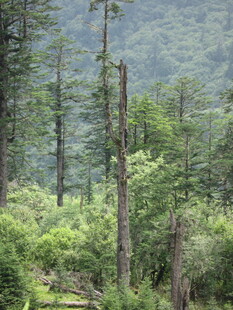 茂密山林中的挺拔树木