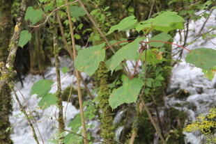 溪边绿植与潺潺流水