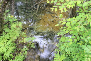 山间溪流旁的翠绿景致