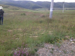 草原上的徒步者