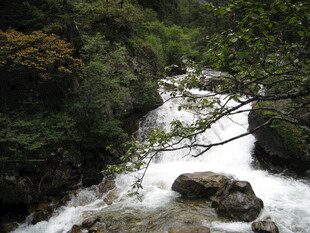 山间溪流穿林而过