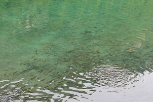 碧波荡漾泛起圈圈涟漪