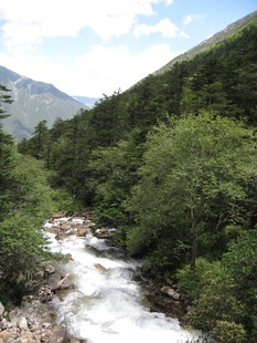 山间溪流穿林而过