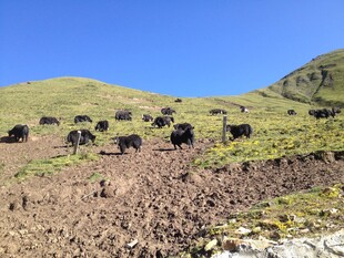 山坡上的牦牛群