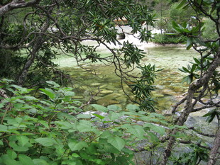 林间绿意中的朦胧景致