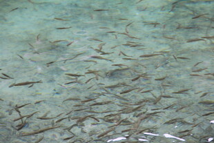 海底群鱼游动景象