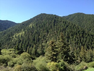 山林葱郁的自然美景