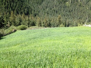 翠绿草地与远处山林景观