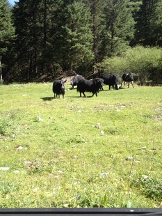 草原上的牦牛群