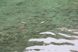 清澈水底的沙石与光影