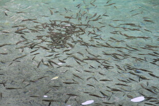海底群鱼聚集的壮观景象