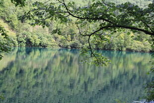 湖畔翠枝映碧水