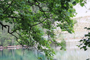 湖畔绿树成荫的静谧美景