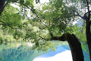 湖畔绿树映蓝天美景