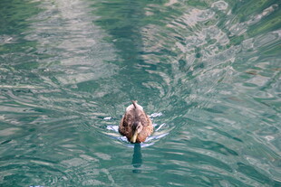 水中游弋的鸭子