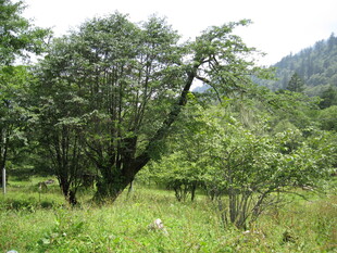 山林间的葱郁树木景观